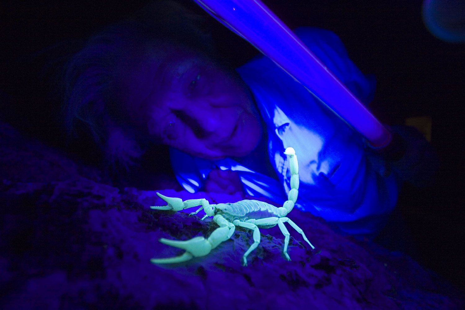 David Attenborough
