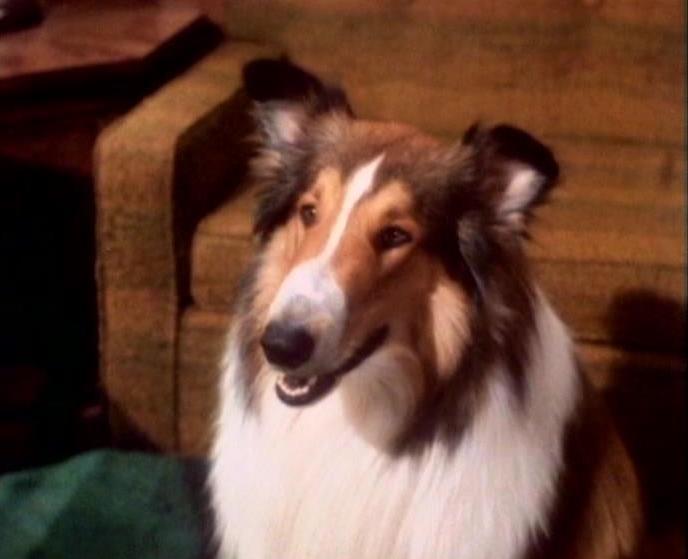 Lassie