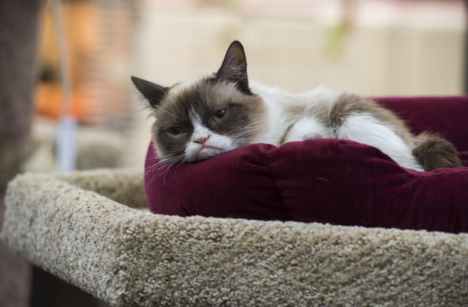 Grumpy Cat